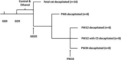 Age-Characteristic Changes of Glucose Metabolism, Pancreatic Morphology and Function in Male Offspring Rats Induced by Prenatal Ethanol Exposure